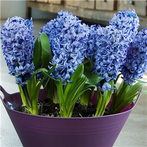 Hyacinth 'Delft Blue'.